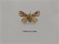 藏品(中銀紋刺蛾)的圖片